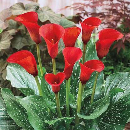 ANGIOOUTLETS Zantedeschia/calla lily red alert 