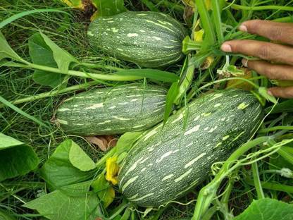 Dream mall Pumpkin Seeds Seed