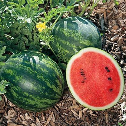 Dream mall Watermelon Seeds Seed