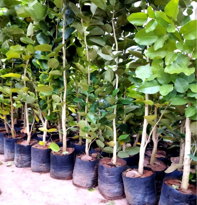 AGRO ALIVE Red Sandalwood Plant Price