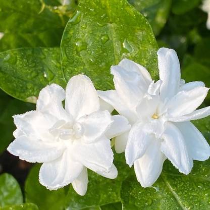 Cloud Farm Jasmine Plant Price in India - Buy Cloud Farm Jasmine Plant ...