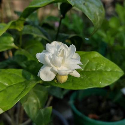 Cloud Farm Jasmine Plant Price in India - Buy Cloud Farm Jasmine Plant ...