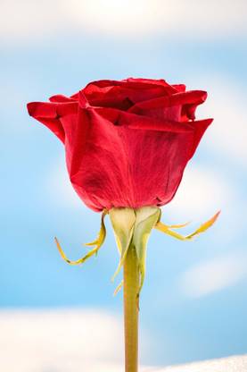 rose poster , gulab phul ka poster, Flower poster Waterproof Vinyl Sticker  Poster Photographic Paper - Nature posters in India - Buy art, film,  design, movie, music, nature and educational paintings/wallpapers at