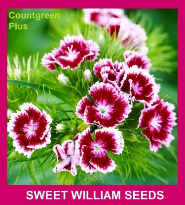 Countgreen Plus SWEET WILLIAM FLOWER Seed Price in India - Buy ...