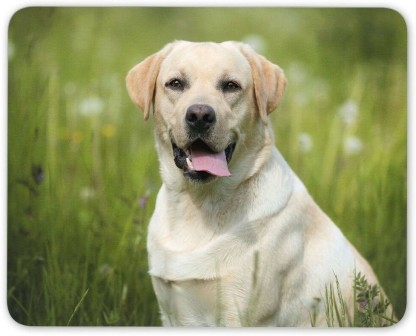 BRGiftShop I Love My Golden Retriever Dog Lover Square Mouse Pad 