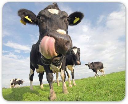 MIKKA Dairy Cow Mouse Mat Pad - Friesian Cattle Farm Farmer Funny Computer Gift #15595 Mousepad - MIKKA : MIKKA Dairy Cow Mouse Mat Pad - Friesian Cattle Farm Farmer Funny Computer Gift #15595 Mousepad - MIKKA :