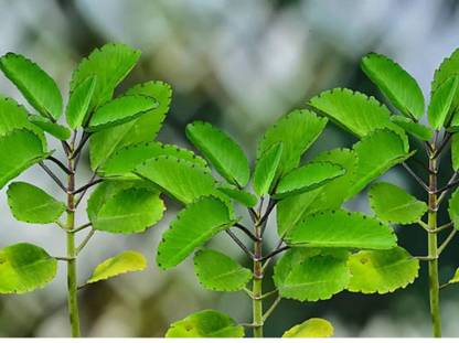 Farmplants Bryophyllum Pinnatum/Patharchatta Plant Price in India - Buy ...