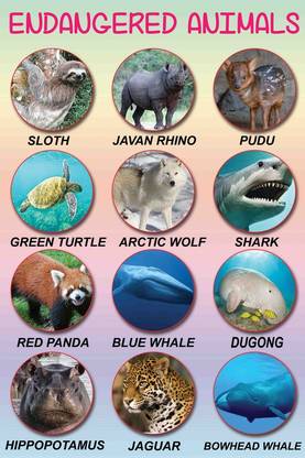 Animals Name Sticker Poster For Kids Education|Learning Sticker Poster For Kindergarten, Study Room, Kids Room|Wall Sticker Poster for Decoration|1Pc Paper Print - Educational, Decorative posters in India - Buy art, film, design, Animals Name Sticker Poster For Kids Education|Learning Sticker Poster For Kindergarten, Study Room, Kids Room|Wall Sticker Poster for Decoration|1Pc Paper Print - Educational, Decorative posters in India - Buy art, film, design,