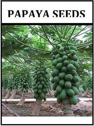 Biosnyg Red Lady Papaya Seed 786 F1 Hybrid Taiwan 250 Seeds Seed Price ...