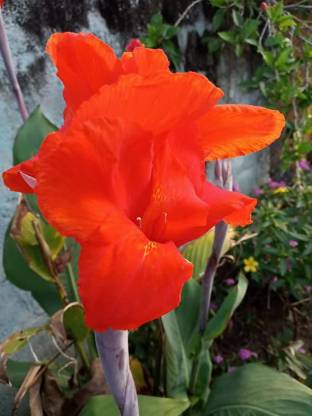 MINNAL TRADERS Canna Lily Plant Price in India - Buy MINNAL TRADERS Canna  Lily Plant online at 