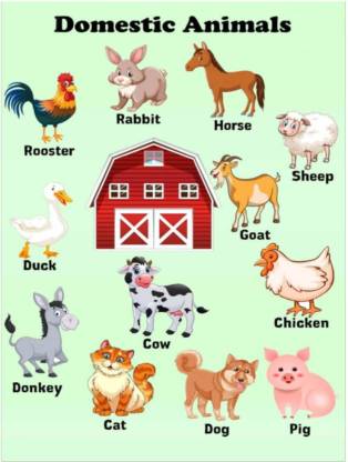 Domestic Animals Poster