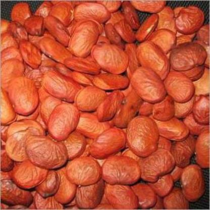 RUKDA Pongamia Pinnata, Pongam Oiltree, Indian Beech, Karanj Tree Seed ...