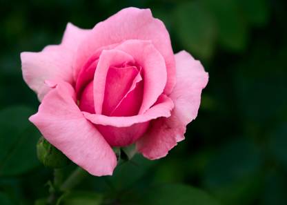 Flower POSTER, Rose POSTER, Rose Flower