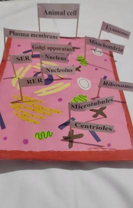 the craft gurus Animal Structure cell Mode - For School Project Price in  India - Buy the craft gurus Animal Structure cell Mode - For School Project  online at 