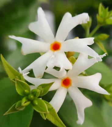 Cloud Farm Parijat/Harsingar Plant Price in India - Buy Cloud Farm