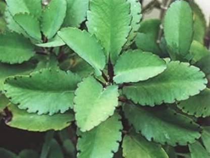 MondalNursery Bryophyllum Pinnatum/Patharchatta Plant Price in India ...