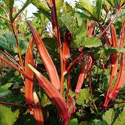 jing orange okra plant height jing orange okra plant height