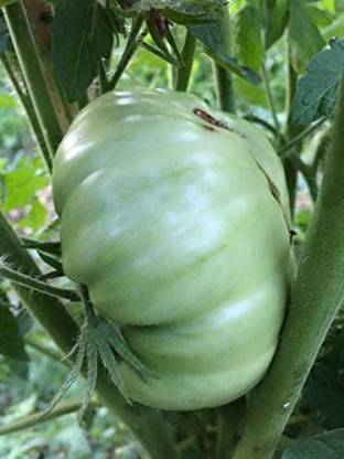 WILLVINE PUSA-916 Giant Italian Tomato Tree Seeds-250 Seeds Seed Price ...