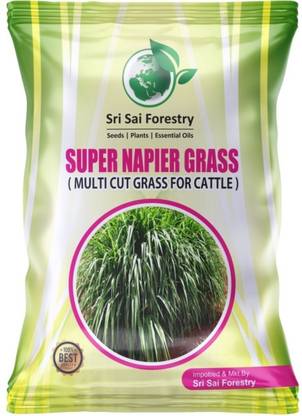 SRI SAI FORESTRY SUPER NAPIER GRASS Seed
