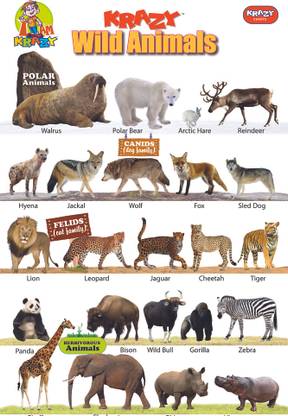 Mind Wealth Krazy Wild Animals Chart Price in India - Buy Mind Wealth Krazy Wild Animals Chart online at Mind Wealth Krazy Wild Animals Chart Price in India - Buy Mind Wealth Krazy Wild Animals Chart online at