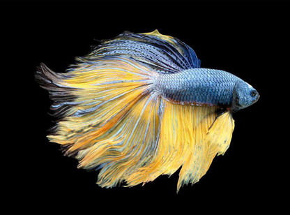 original betta fish