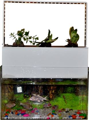 Gz Green Aquaponics System Bigger Size Kit Acrylic Material Easy To Grow Plant Container Set Price In India Buy Gz Green Aquaponics System Bigger Size Kit Acrylic Material