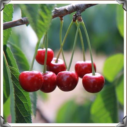 cherry fruit tree