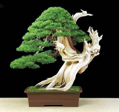 Vsquare Retail Bonsai Juniper Tree Seed Price In India Buy Vsquare Retail Bonsai Juniper Tree Seed Online At Flipkart Com
