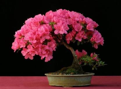 Vsquare Retail Japanese Sakura Cherry Blossom Bonsai Flower Tree Plant Seed Price In India Buy Vsquare Retail Japanese Sakura Cherry Blossom Bonsai Flower Tree Plant Seed Online At Flipkart Com
