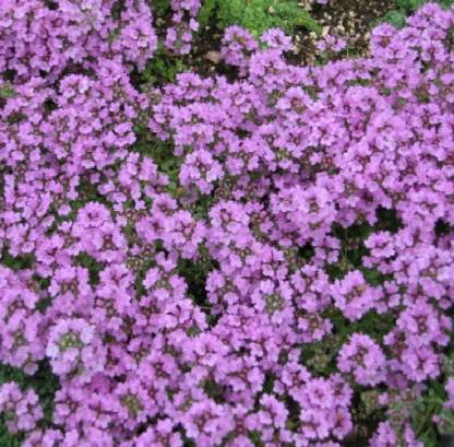 Futaba Creeping Thyme Seed, Thyme Ground Cover Seeds