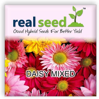 buy real seed daisy flower seed