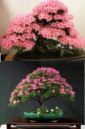Rainbow Spring Seeds Bonsai Japanese Sakura Cherry Blossom Mimosa Silk Tree Albizia Flower Seed Price In India Buy Rainbow Spring Seeds Bonsai Japanese Sakura Cherry Blossom Mimosa Silk Tree Albizia Flower Rainbow Spring Seeds Bonsai Japanese Sakura Cherry Blossom Mimosa Silk Tree Albizia Flower Seed Price In India Buy Rainbow Spring Seeds Bonsai Japanese Sakura Cherry Blossom Mimosa Silk Tree Albizia Flower