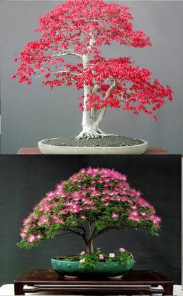 Rainbow Spring Seeds Bonsai Red Maple Bonsia And Mimosa Silk Tree Albizia Flower Seed Price In India Buy Rainbow Spring Seeds Bonsai Red Maple Bonsia And Mimosa Silk Tree Albizia Flower Rainbow Spring Seeds Bonsai Red Maple Bonsia And Mimosa Silk Tree Albizia Flower Seed Price In India Buy Rainbow Spring Seeds Bonsai Red Maple Bonsia And Mimosa Silk Tree Albizia Flower