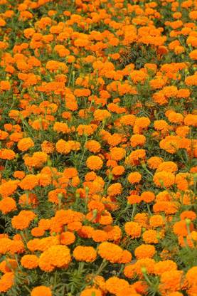 Seedlings India African Marigold F2 Orange Hybrid Seed Price In India Buy Seedlings India African Marigold F2 Orange Hybrid Seed Online At Flipkart Com