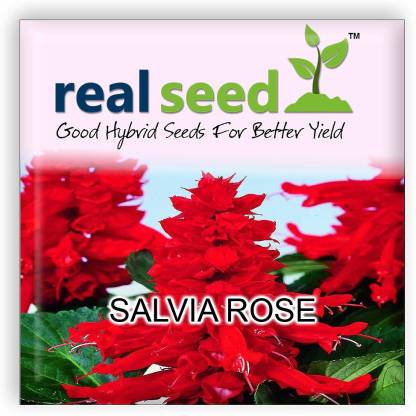 Real Seed Rose Seed