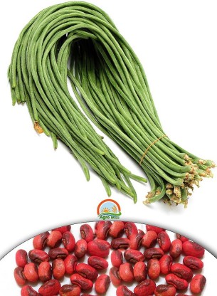 15 Red Cowpea Seeds Dolichos sinensis Organic Vegetable 