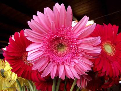 Airex Daisy Flower Seed Price In India Buy Airex Daisy Flower Seed Online At Flipkart Com