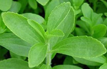 Seedbazaar Stevia Seed Price In India Buy Seedbazaar Stevia Seed Online At Flipkart Com As well as download the chinimandi sugar news app now seedbazaar stevia seed
