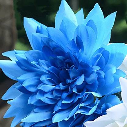 Futaba Blue Fireball Dahlia Flower Seed Price In India Buy Futaba Blue Fireball Dahlia Flower Seed Online At Flipkart Com Download the fireball, artistic png on freepngimg for free. futaba blue fireball dahlia flower seed