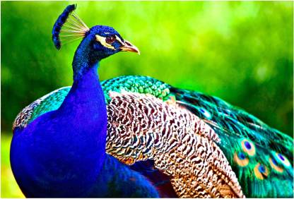 Peacock Wallpaper Paper Print - Animals posters in India - Buy art ...