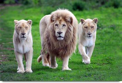 Beautiful Lion Family Paper Print Animals Posters In India Buy Art Film Design Movie Music Nature And Educational Paintings Wallpapers At Flipkart Com