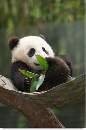Cute Baby Panda Paper Print Animals Posters In India Buy Art Film Design Movie Music Nature And Educational Paintings Wallpapers At Flipkart Com Cute Baby Panda Paper Print Animals Posters In India Buy Art Film Design Movie Music Nature And Educational Paintings Wallpapers At Flipkart Com
