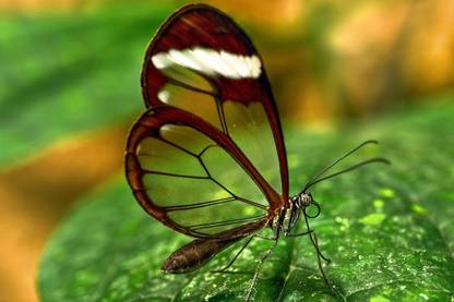 Aura - Transparent Butterfly Paper Print - Nature posters in India - Buy art, film, design, movie, music, nature and educational paintings/wallpapers at Aura - Transparent Butterfly Paper Print - Nature posters in India - Buy art, film, design, movie, music, nature and educational paintings/wallpapers at