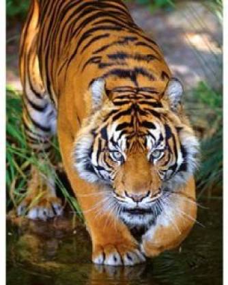 Masterpieces Animal Planet Bengal Tiger (100-Piece) - Animal Planet Bengal  Tiger (100-Piece) . shop for Masterpieces products in India. 