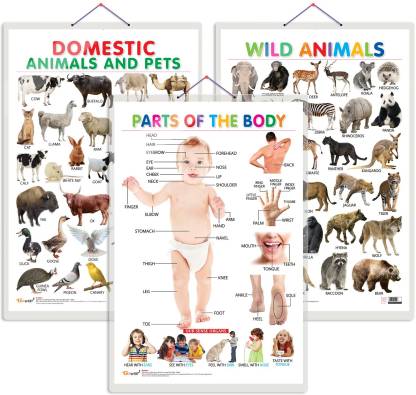 Set of 3 Domestic Animals and Pets, Wild Animals and Parts of the Body  Early Learning