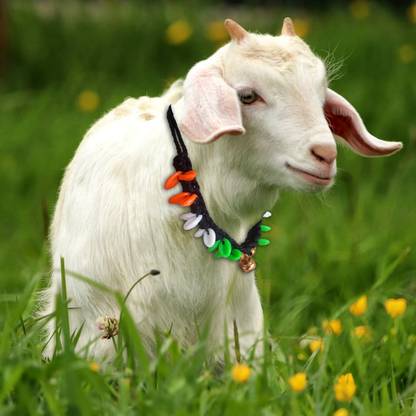 eze enterprises Goat/Sheep Halter Nylon Rope ,Leash,Goat Cord,Sheep collar, Goat Belt 77 cm Cow Martingale Leash Price in India - Buy eze enterprises Goat/Sheep Halter Nylon Rope ,Leash,Goat Cord,Sheep collar,Goat Belt 77 cm eze enterprises Goat/Sheep Halter Nylon Rope ,Leash,Goat Cord,Sheep collar, Goat Belt 77 cm Cow Martingale Leash Price in India - Buy eze enterprises Goat/Sheep Halter Nylon Rope ,Leash,Goat Cord,Sheep collar,Goat Belt 77 cm