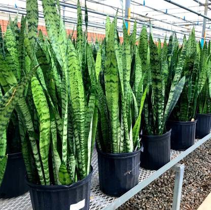 Click to purchase Snake Plant Price in India - Buy Click to purchase
