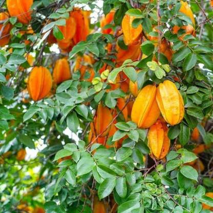 The Entacloo Star Fruit Carambola Grafted Plant Price in India - Buy ...