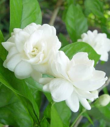 Cloud Farm Jasmine Plant Price in India - Buy Cloud Farm Jasmine Plant ...