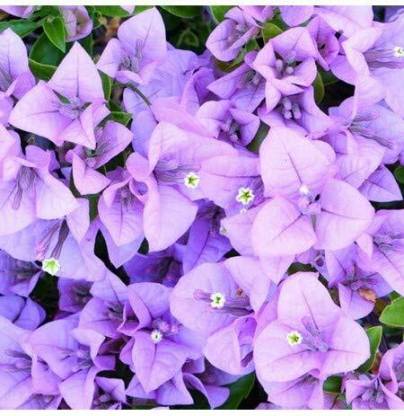 Live World Bougainvillea Plant Price in India - Buy Live World Bougainvillea  Plant online at 